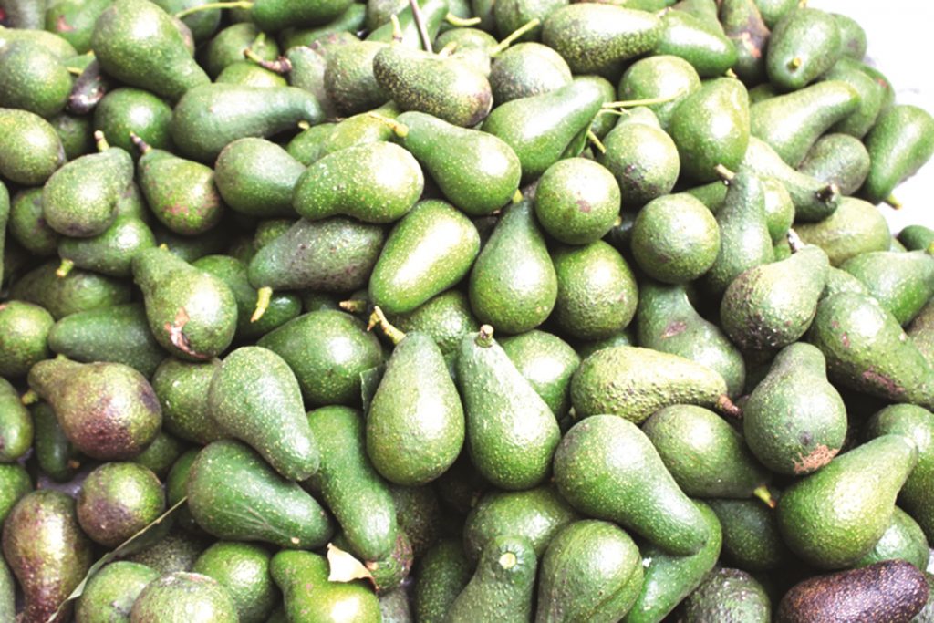 एभोकाडोले बदल्यो धनकुटाको पहिचान