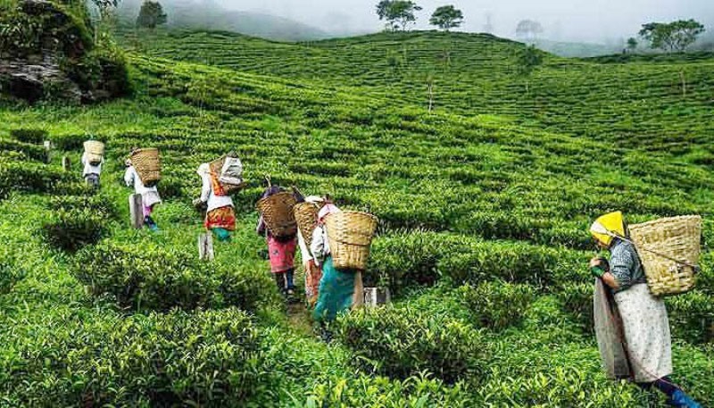 प्रमुख अन्तर्राष्ट्रिय बजार गुमाउने खतरा नजिक नेपाली चिया