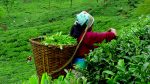 चिया निर्यातको गाँठो फुकाउन उच्चस्तरीय कार्यदल