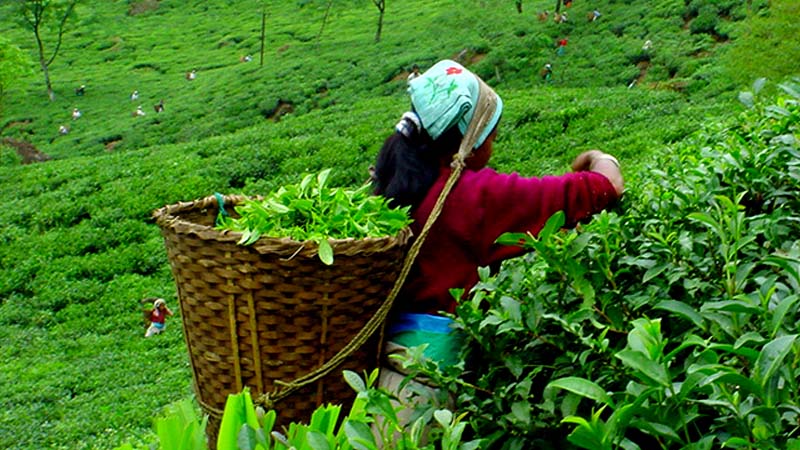 चियाको गुणस्तरमा जिम्मेवार नभए बजारीकरणमा समस्या