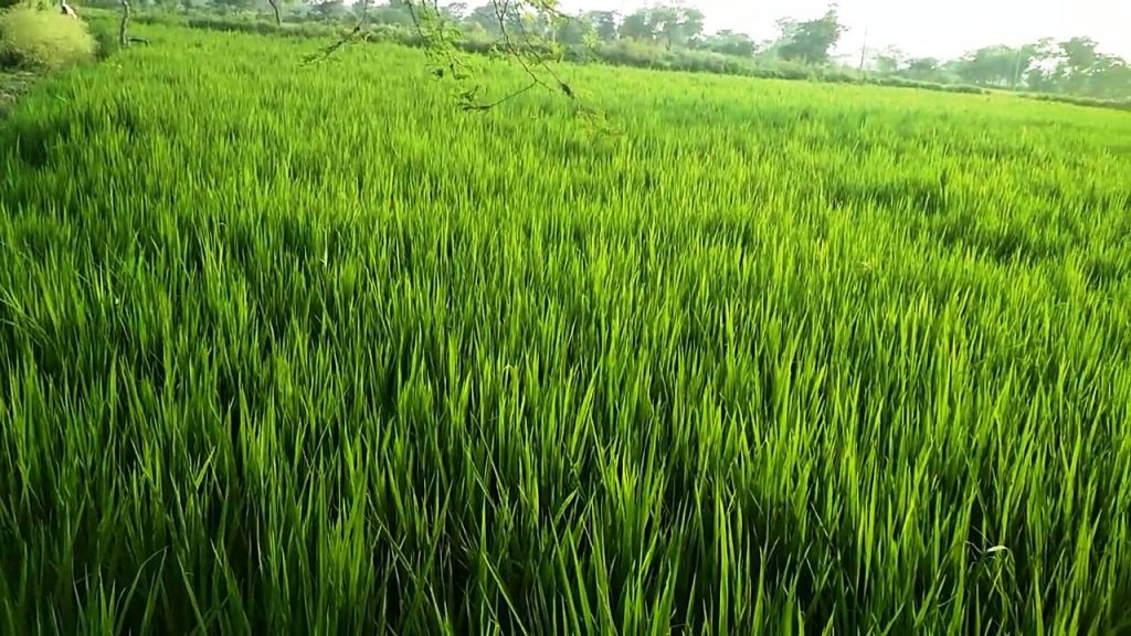 सम्पादकीय : धानमा ध्यान