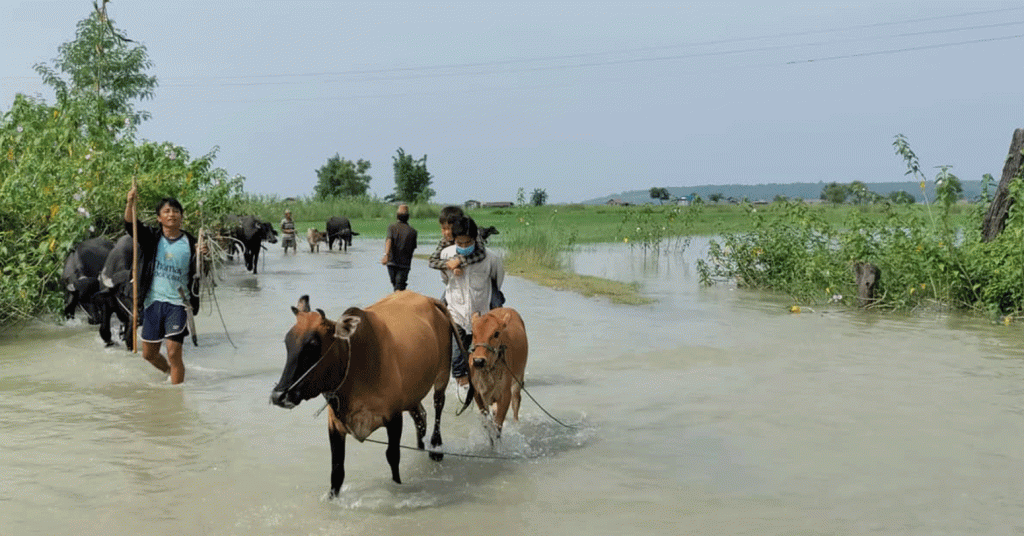 पाइलैपिच्छेको सास्तीले विरक्तिए विस्थापित