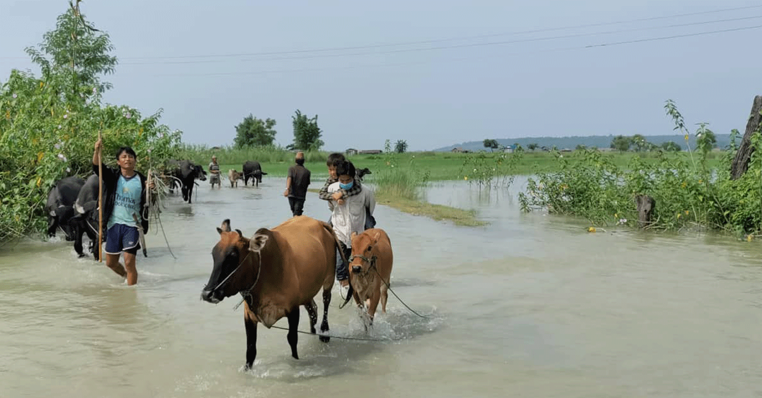 पाइलैपिच्छेको सास्तीले विरक्तिए विस्थापित