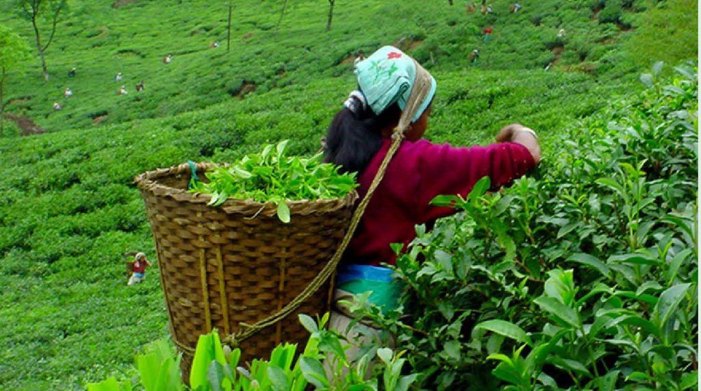 काँकडभिट्टाबाट ३ महिनामा १६६ करोडको चिया निर्यात