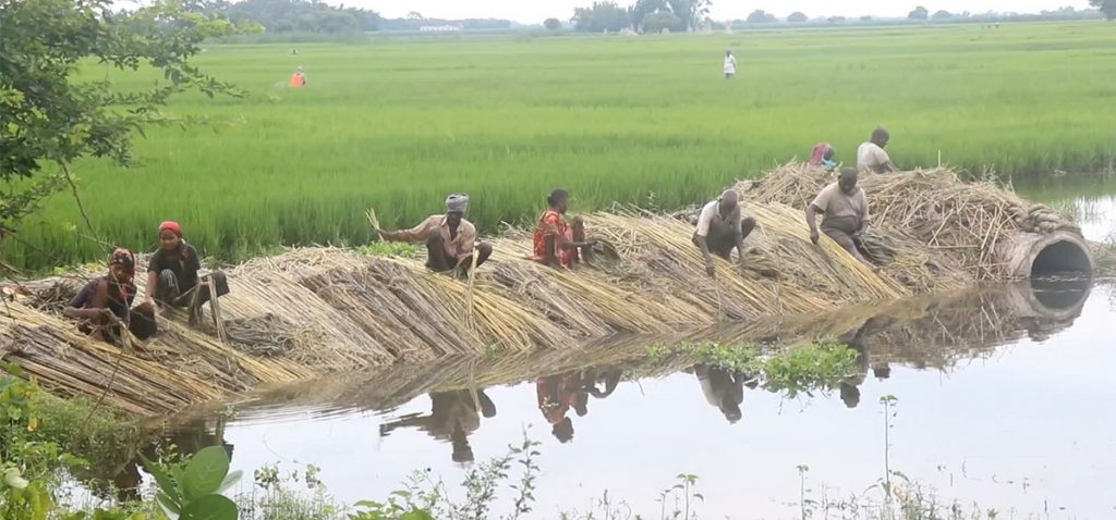बेलैमा मल नपाउँदा घट्यो जुट उत्पादन