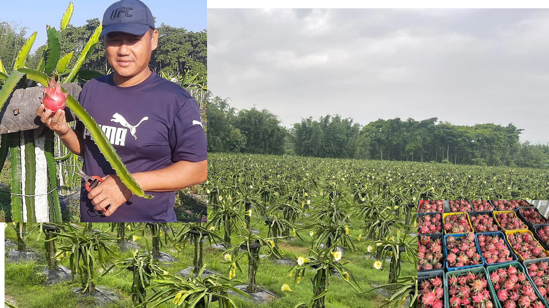 गणेशले यूट्युब हेरेर सुरु गरेका थिए ड्रागन खेती