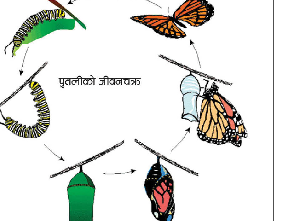 तपाइँ लार्भा बन्ने कि प्यूपा ?