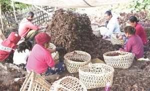 अलैंचीको ‘अण्डरबिलिङ’ले हुण्डि कारोबार बढ्दो