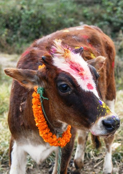 आज गाई पूजा