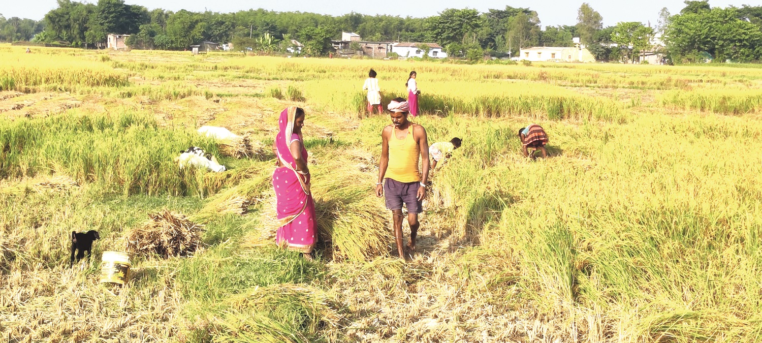 उम्मेदवार घरदैलोमा, मतदाता खेतमा