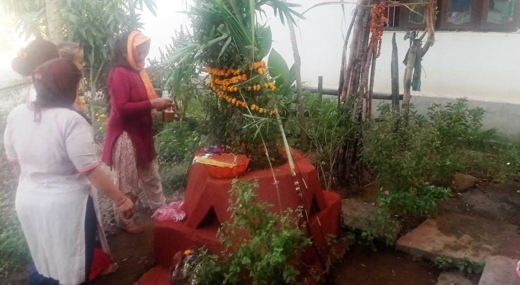 तुलसीको  विवाह गरी हरिबोधिनी एकादशी पर्व मनाइँदै