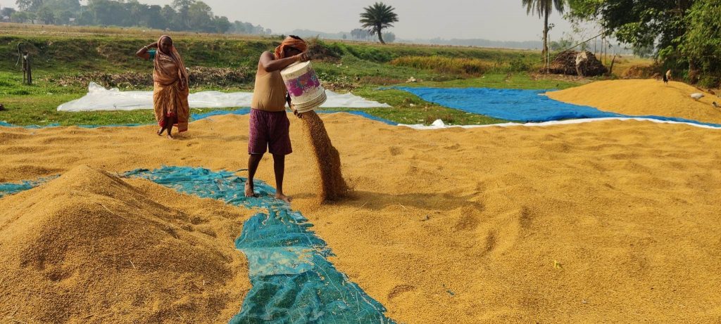 सरकारले तोक्यो रोपाइँ नसकिँदै धानको समर्थन मूल्य