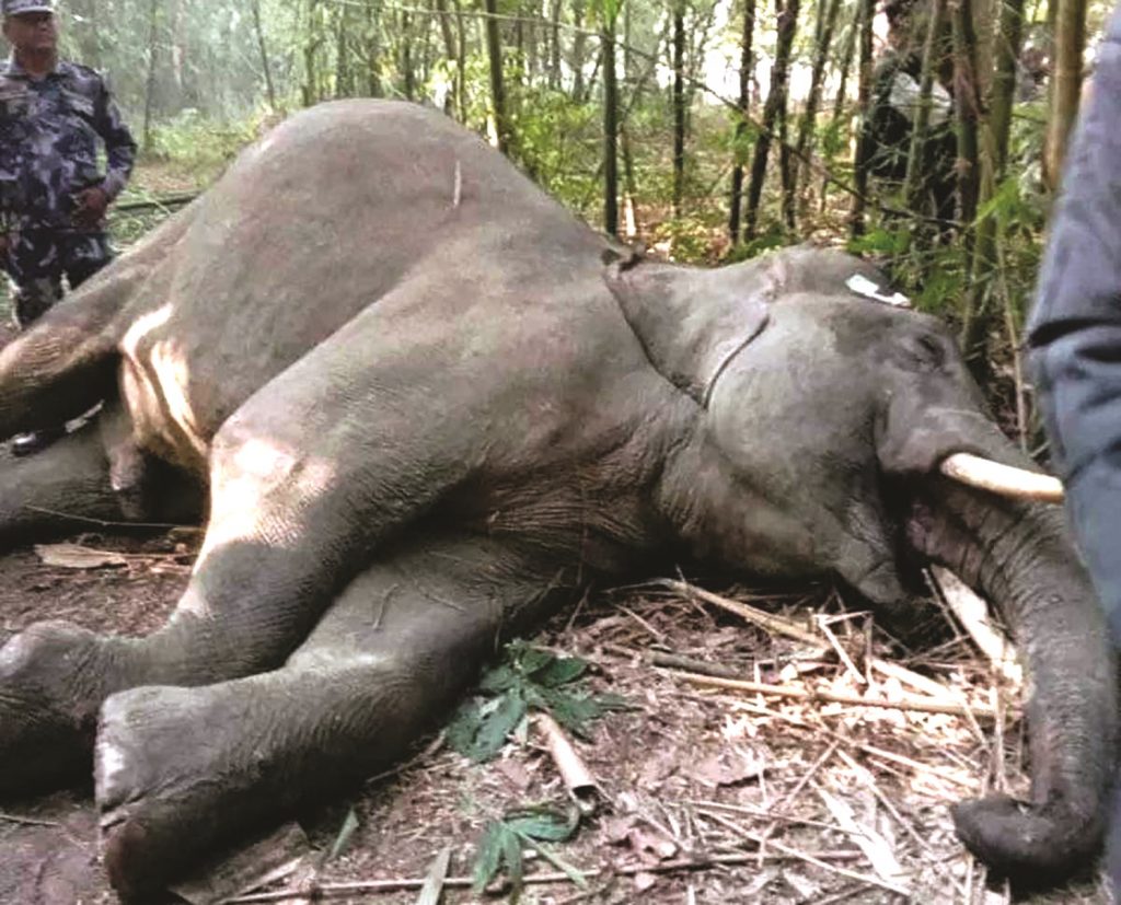 असुरक्षित बन्दै जङ्गली जनावर,एक वर्षमा पाँचओटा हात्ती मरे