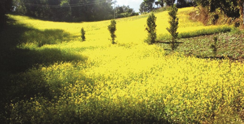 तेलको मूल्य वृद्धिपछि तोरी खेतीमा फर्किए पाँचथरका किसान