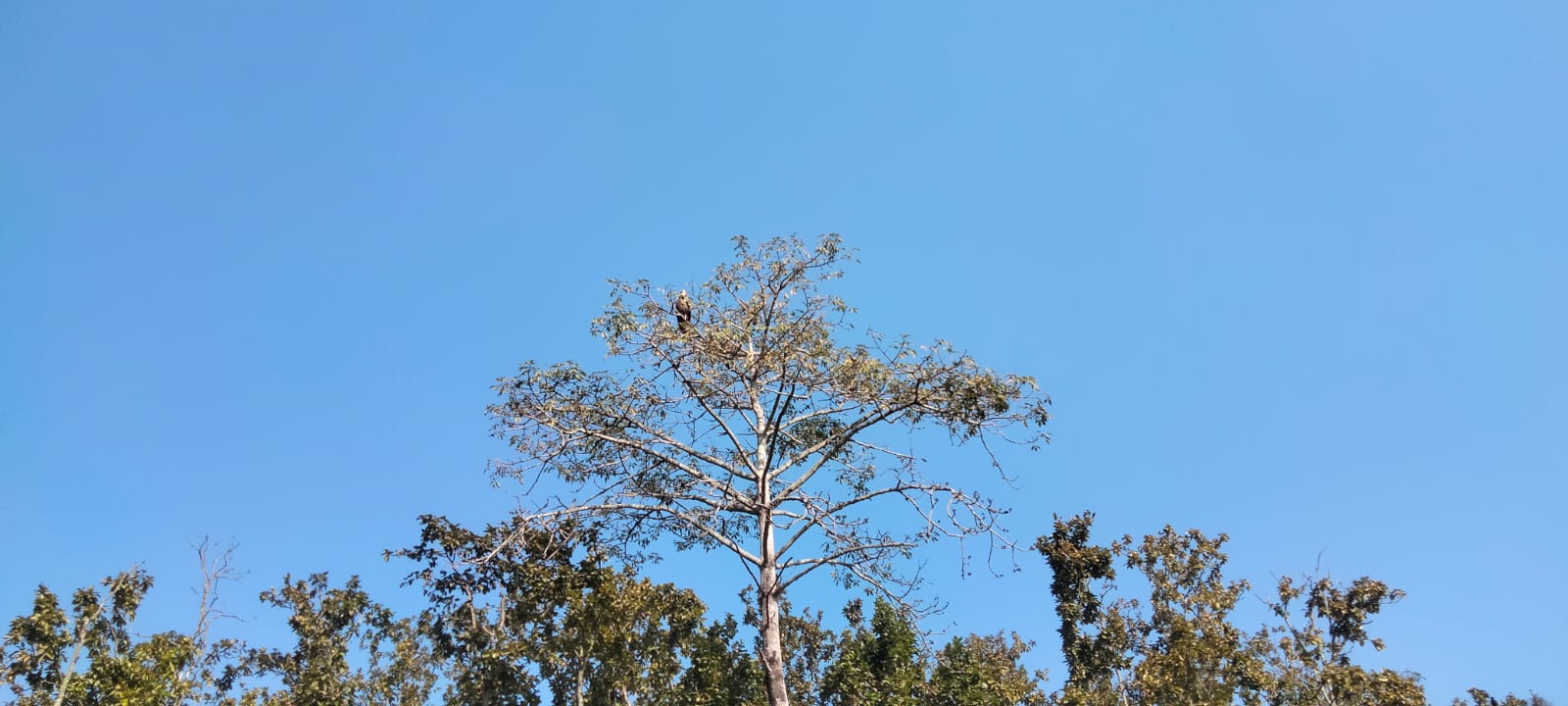 गिद्ध रेस्टुरेन्टमा गिद्धले के खान्छ ?