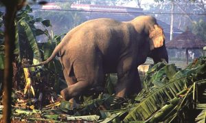 ध्रुवे हात्तीलाई नियन्त्रण लिई रेडियो कलर गरिने