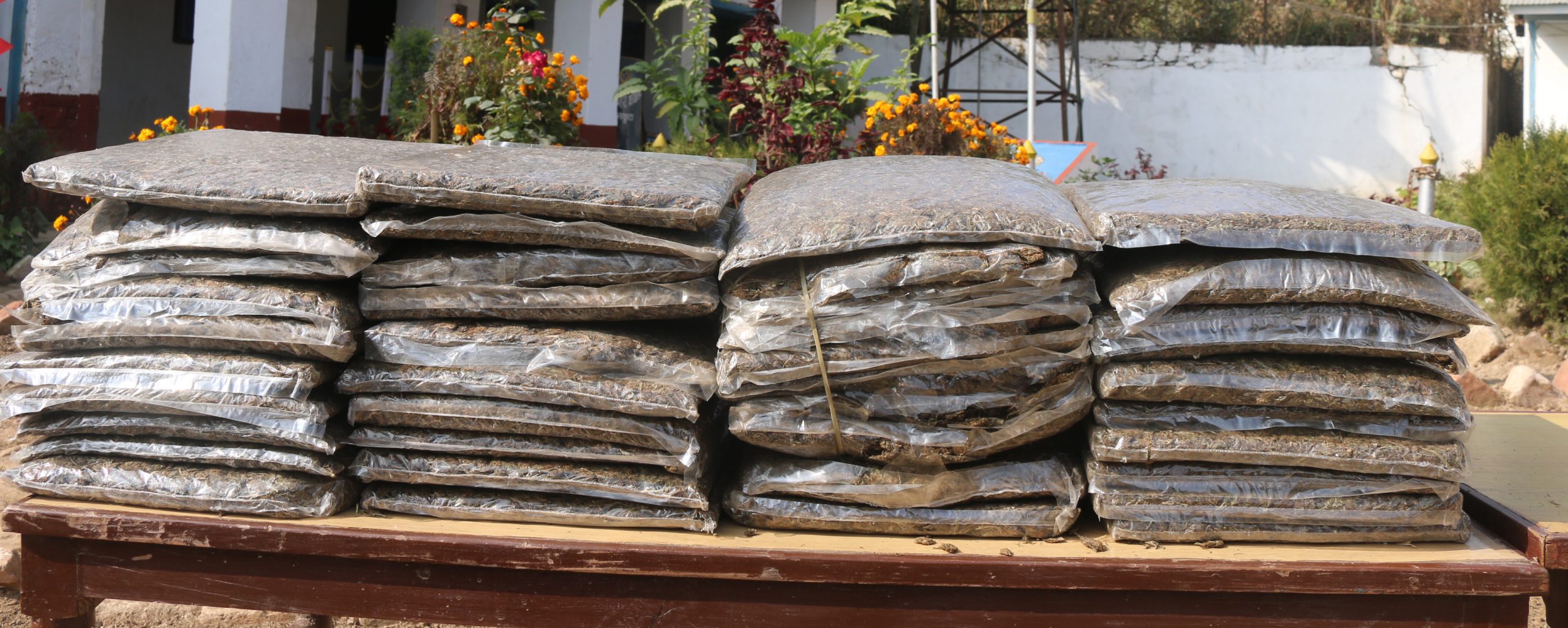 विराटनगर बसपार्कबाट ५० किलो गाँजासहित दुई जना पक्राउ