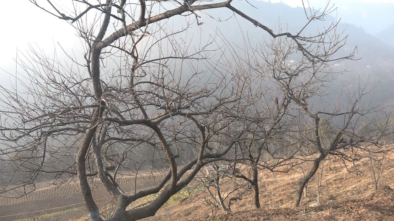 जलवायु परिवर्तनको असर, सोलुमा मासिन थाल्यो स्याउ खेती