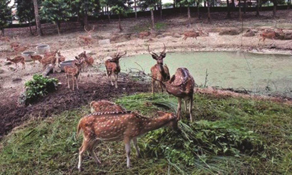 वन्यजन्तु उद्धारकेन्द्र बन्दै जामुनखाडी