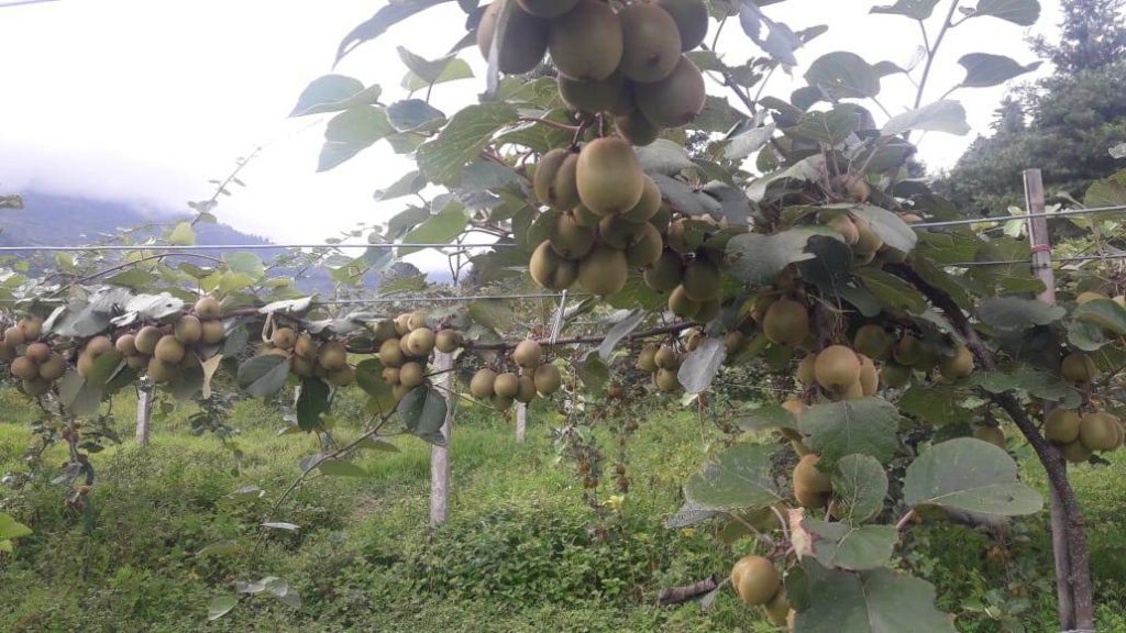 घरैमा कोल्डस्टोर चलाउने किसान