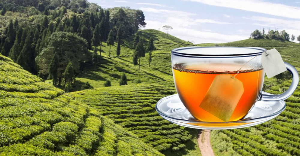 इलामको चिया चीनमा सर्वोत्कृष्ट