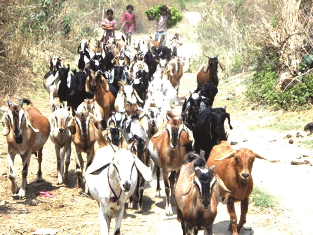 विदेशबाट विरक्तिएकाहरु कृषिमा भविष्य खोज्दै