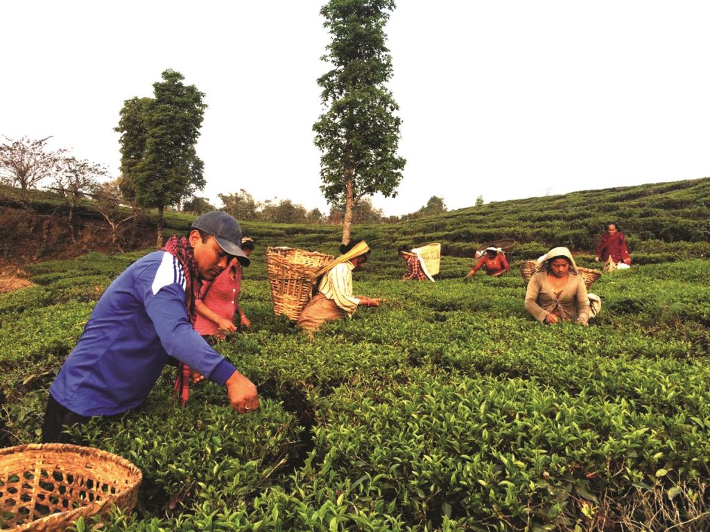 आफ्नै बगानको चियालाई विश्वबजारमा चिनाउने दौडमा इलामका ‘बुद्ध’