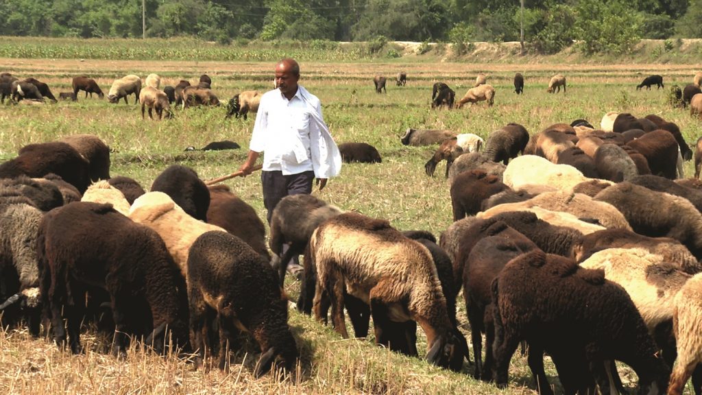 तराईमा ऊन बेच्नै सकस, पहाडमा सहज