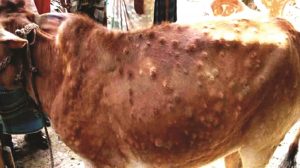 लम्पी स्किनबाट कोशीमा ११ सय पशु चौपायाको मृत्यु