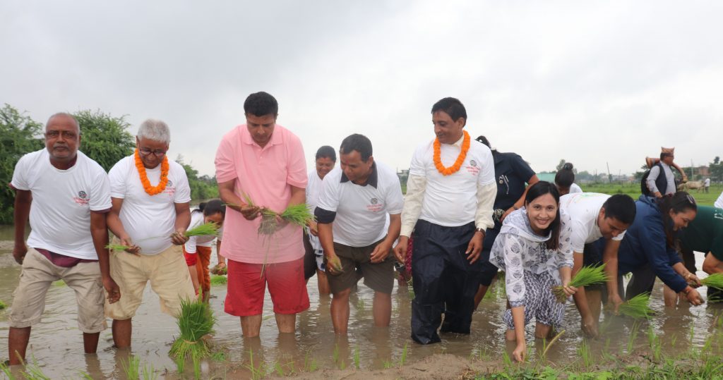 पञ्चेबाजासहितको महानगरको धान रोपाइँमा मेयर कोइराला