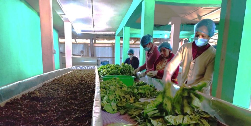 रैथाने उत्पादन प्रवद्र्धन गर्दै गाउँपालिका