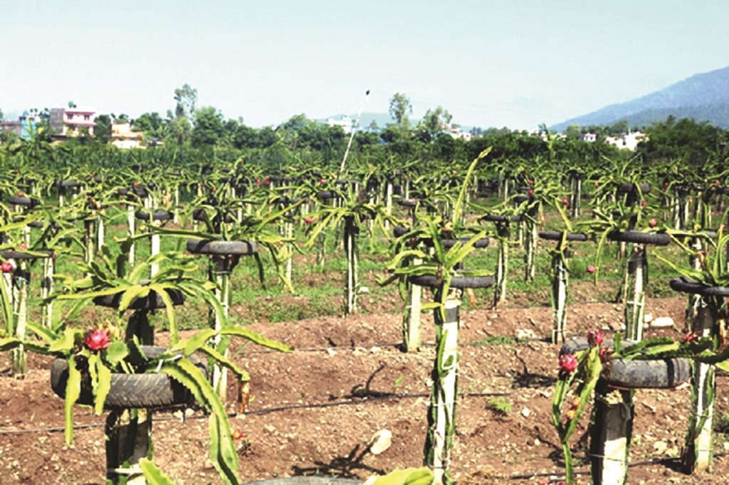 मिठो फल फलाउने किसानको नमिठो पीडा