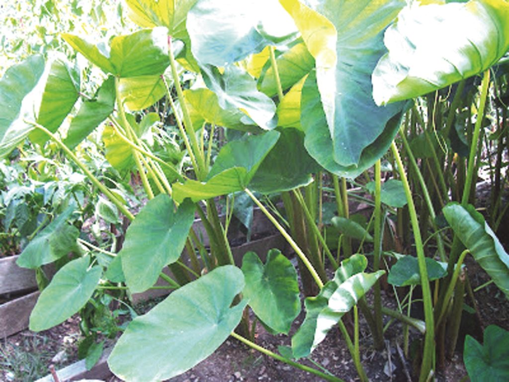 खेतबारीमा पाइने कर्कलो यसकारण बहुगुणी