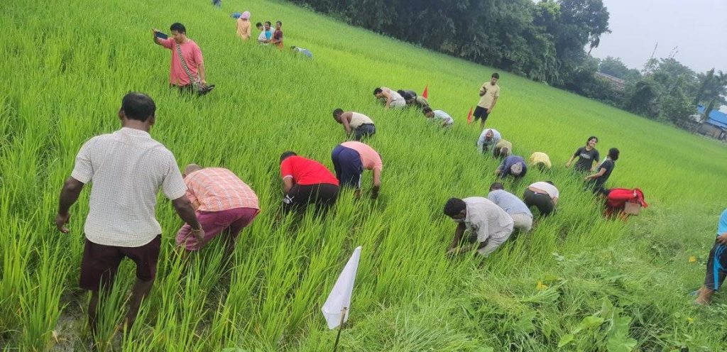 सहकर्मीको धान गोडेर अभियान उद्घाटन