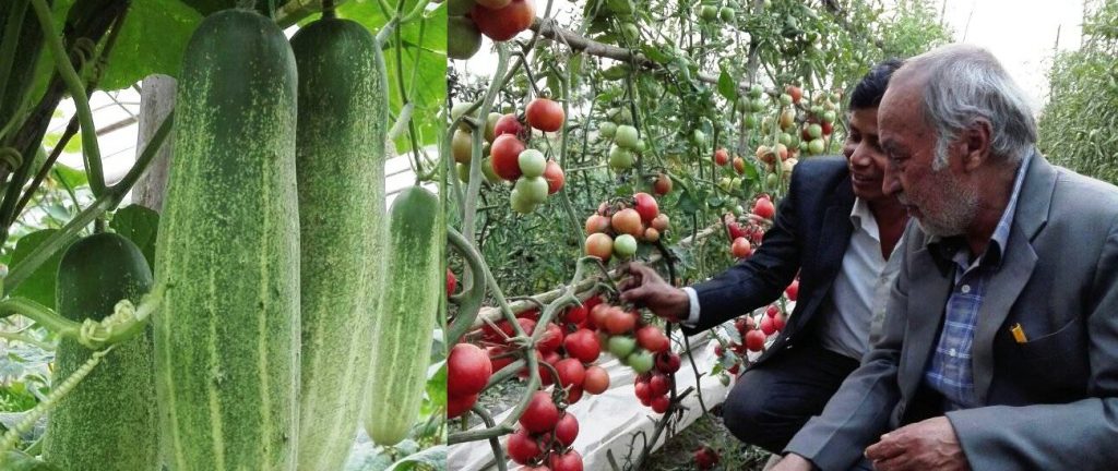 विदेशबाट फर्केका प्रविणको कृषि मोह, तरकारी बेचेर एक वर्षमै कमाए बाह्र लाख