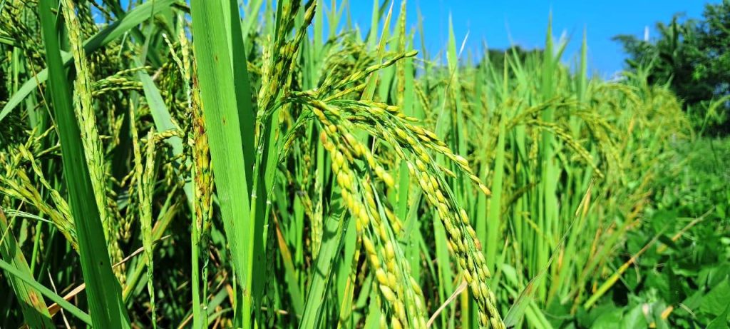 कोशी प्रदेशमा धान उत्पादन बढ्ने अनुमान