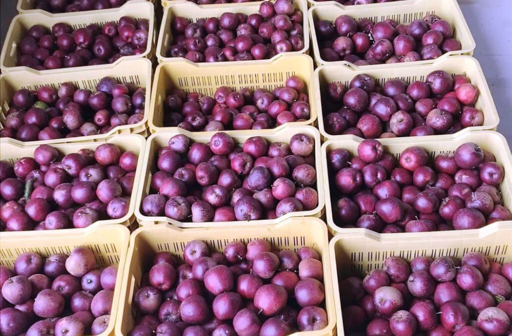 सोलुको पत्ताले व्यावसायिक स्याउ उत्पादन सुरु