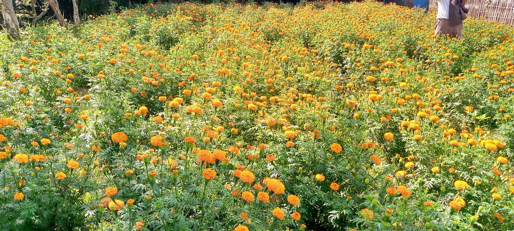 तिहारको लागि सयपत्री फूलको तयारी सुरु