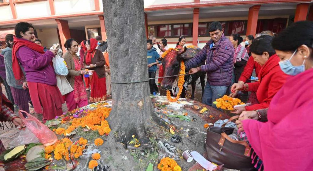 आज गाई-गोरु पूजा, गोवद्र्धनपूजा, बलिपूजा, म्ह: पूजा गरिँदै, आजैदेखि नेपाल संवत् ११४५ प्रारम्भ