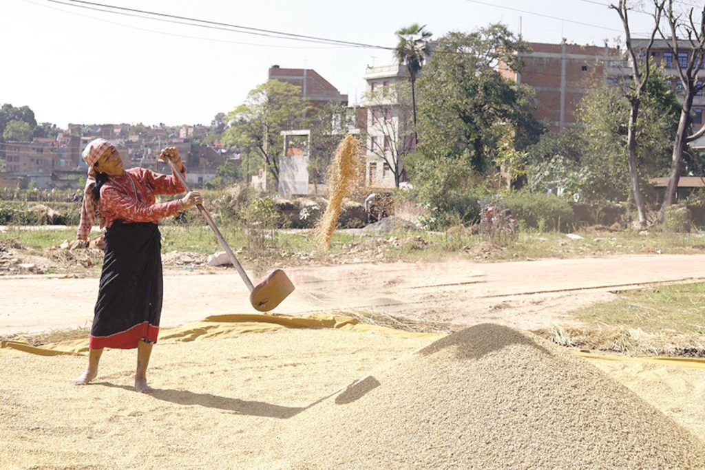 कोशी प्रदेशमा बढ्यो धानको उत्पादन र उत्पादकत्व