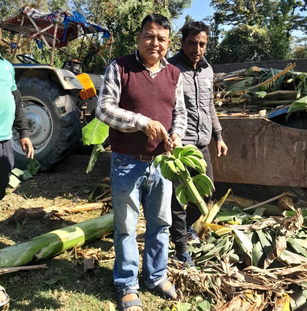 जंगलमै केराका बोट फालेपछि गाउँमा आएनन् हात्ती