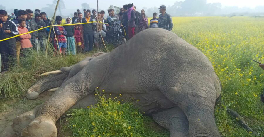 झापाको बाह्रदशीस्थित तोरीबारीमा हात्ती मृत फेला