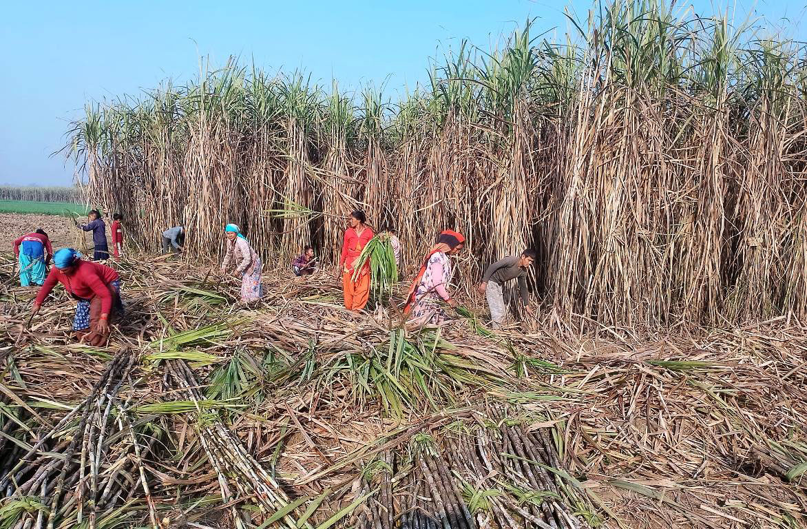 सरकारले तोक्यो उखुको न्यूनतम खरिद मूल्य