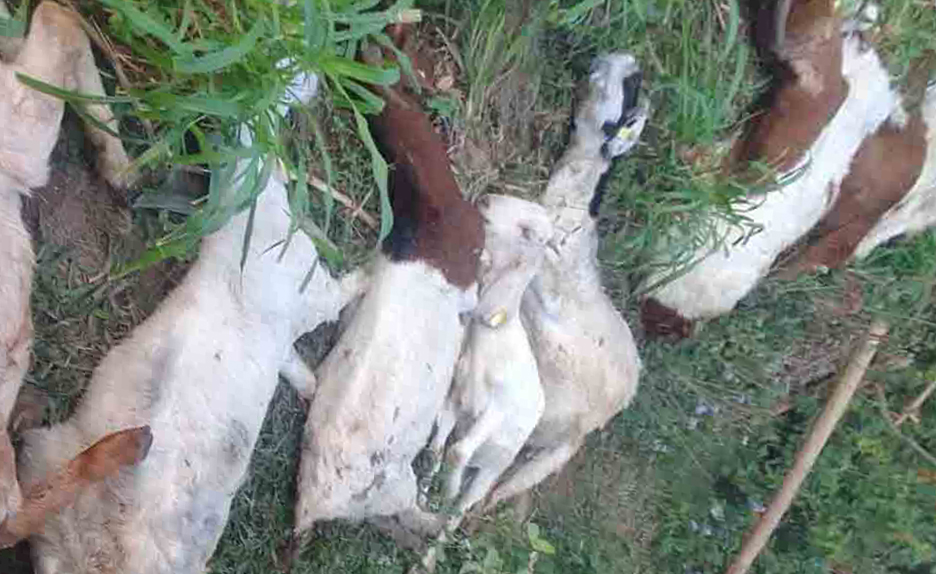 अज्ञात रोगबाट उदयपुरमा १८ माउबाख्रा मरे