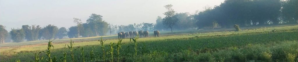 बिहानै हात्तीको हुल गाउँ पसेपछि स्थानीय त्रसित