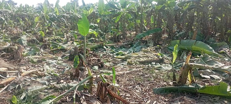 हात्ती मारिएपछि सुन्दरहरैँचामा हात्तीको आतंक