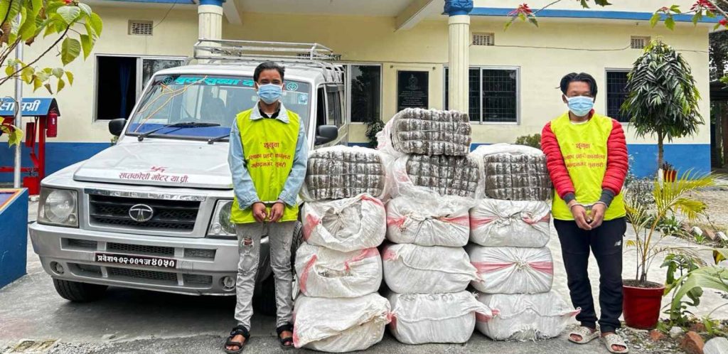 चार क्विन्टल गाँजासहित सुनसरीबाट दुई जना पक्राउ