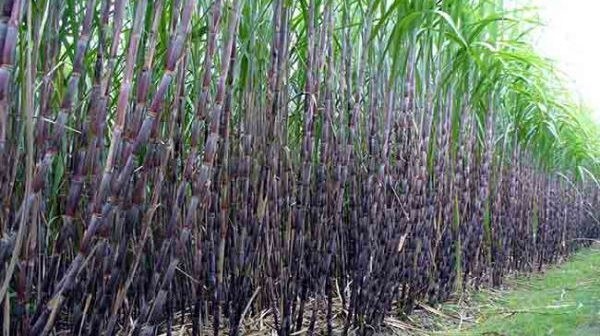 उखु क्रसिङमा ढिलाइ हुँदा खेतमै सुक्ने डर