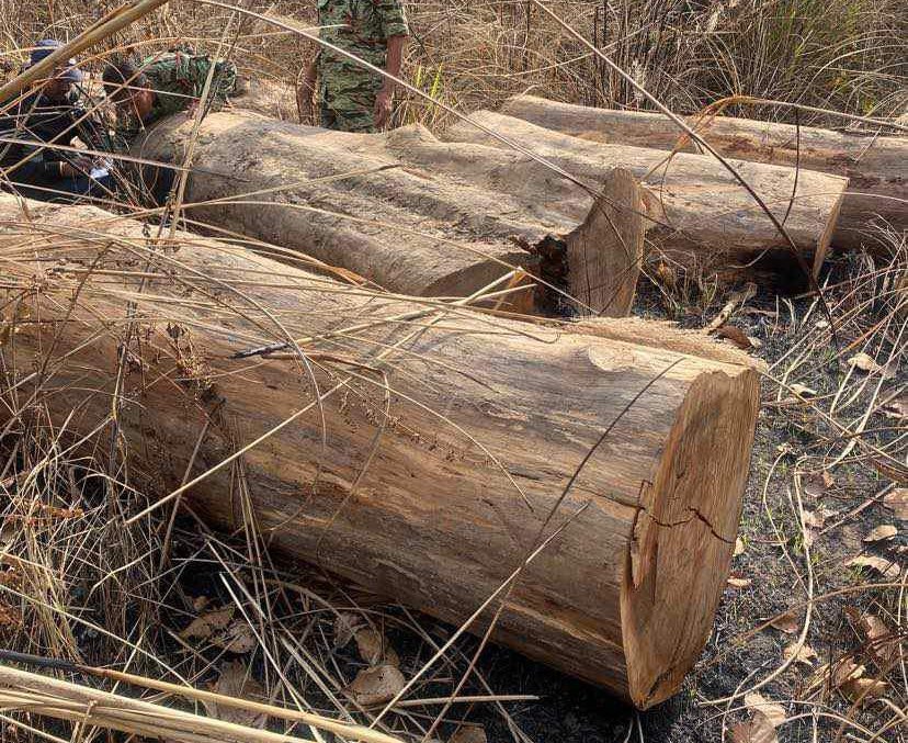 काठ तस्करीको मुद्दा कमजोर बनाउन चलखेल