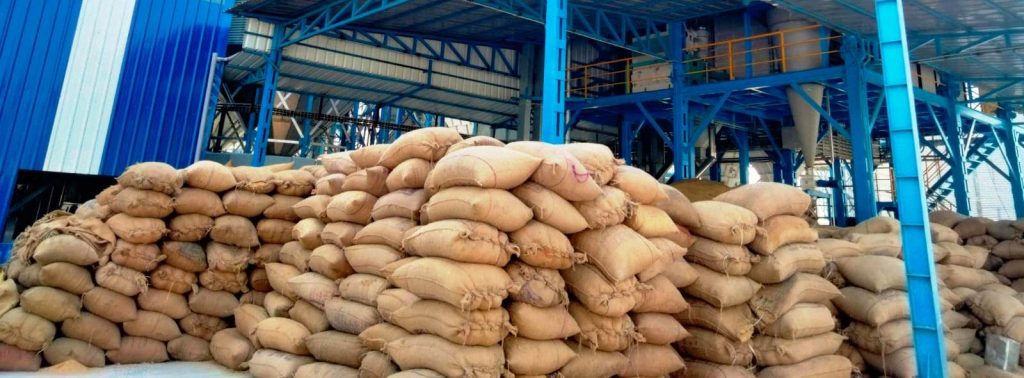 किसानको चिन्ता : बिक्री भएन चैते धान, मिलमा टनाटन, किसानको खेतमै